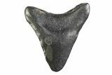 Bargain, Juvenile Megalodon Tooth - Georgia #338780-1